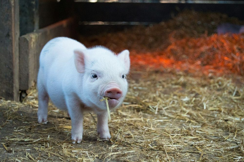  Small pig eating straw
