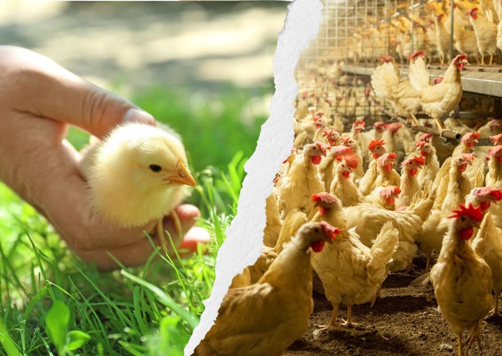 Immagine di un pulcino felice contrapposto all'immagine di polli di un allevamento intensivo