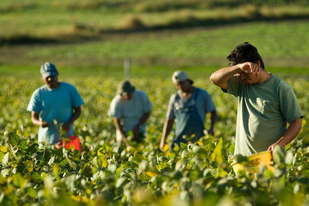 Photo d'un champ avec quatre travailleurs agricoles