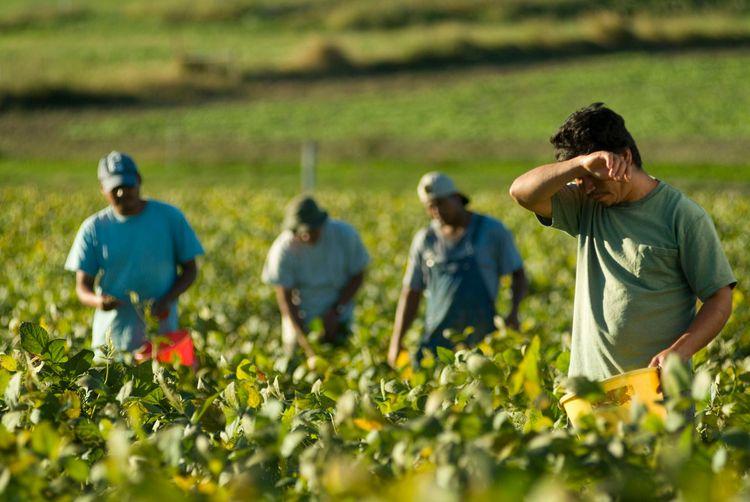 Afbeelding van een akker met vier landarbeiders