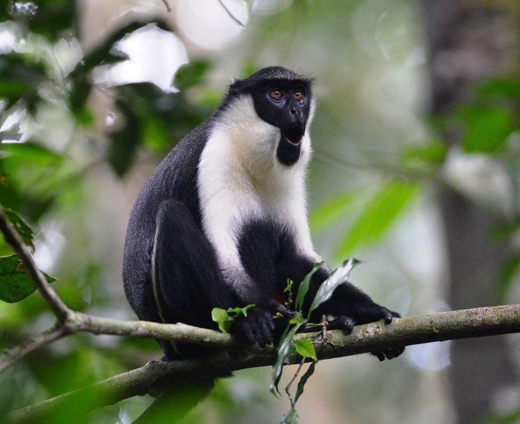 Foto de un colobo blanco y negro aullando en la copa de un árbol