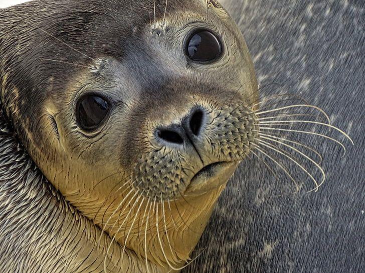 Afbeelding van een zeehond