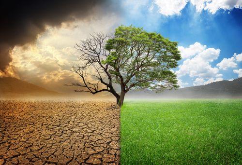 Image d'une terre aride avec un arbre mourant comparée à une prairie avec un arbre vert et en bonne santé