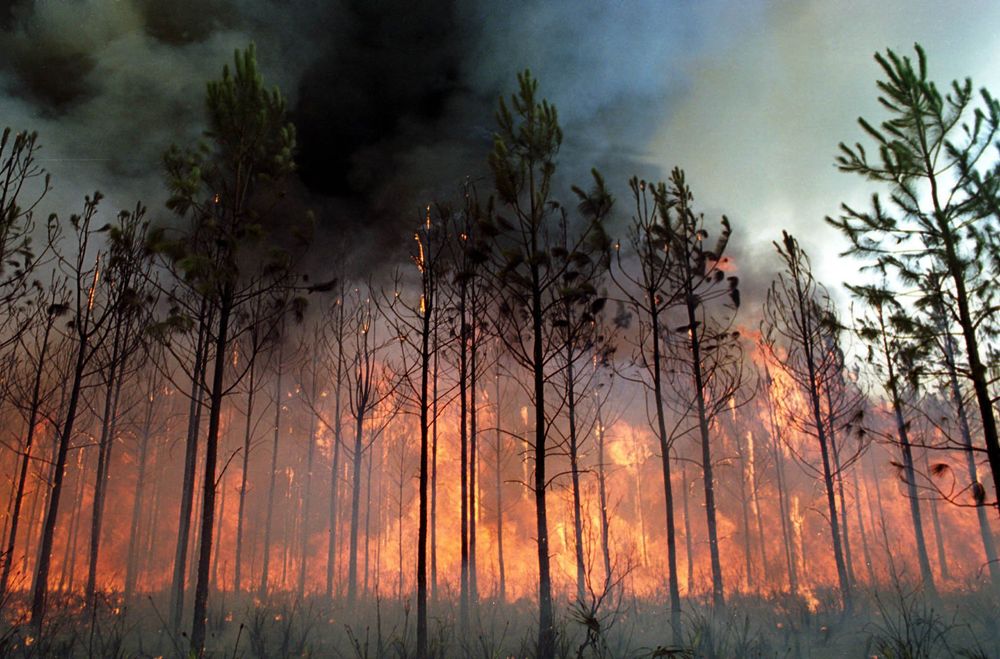 Foto de un bosque en llamas