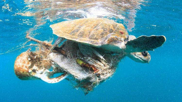 Bild einer Schildkröte, die sich in einem Netz aus Müll verfangen hat