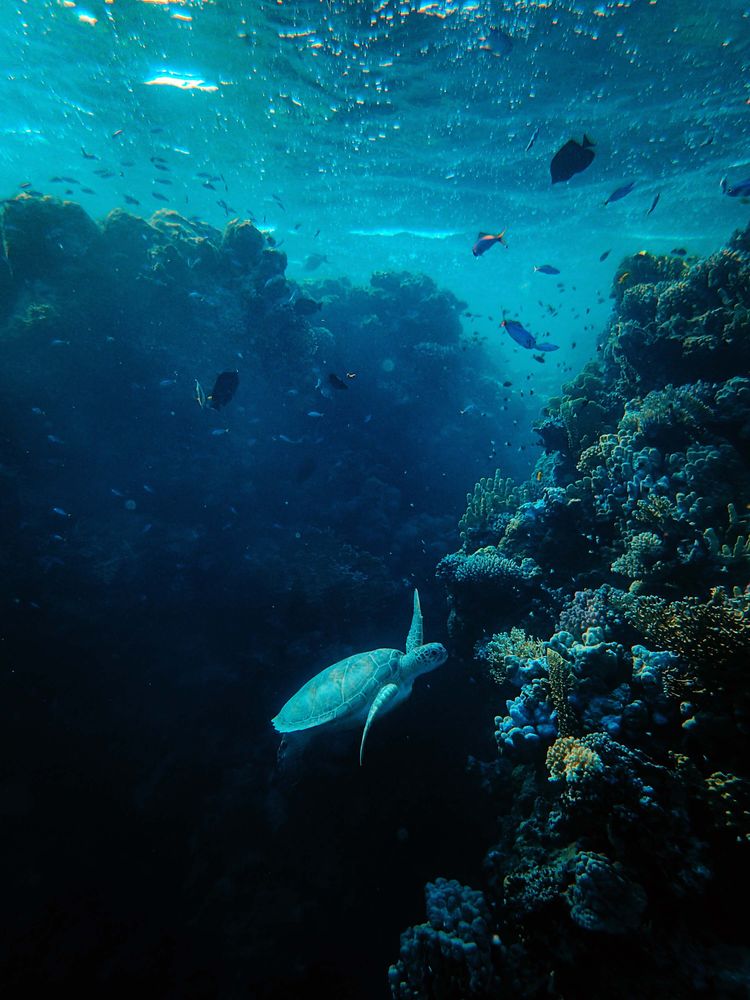 Imagen submarina de un arrecife de coral