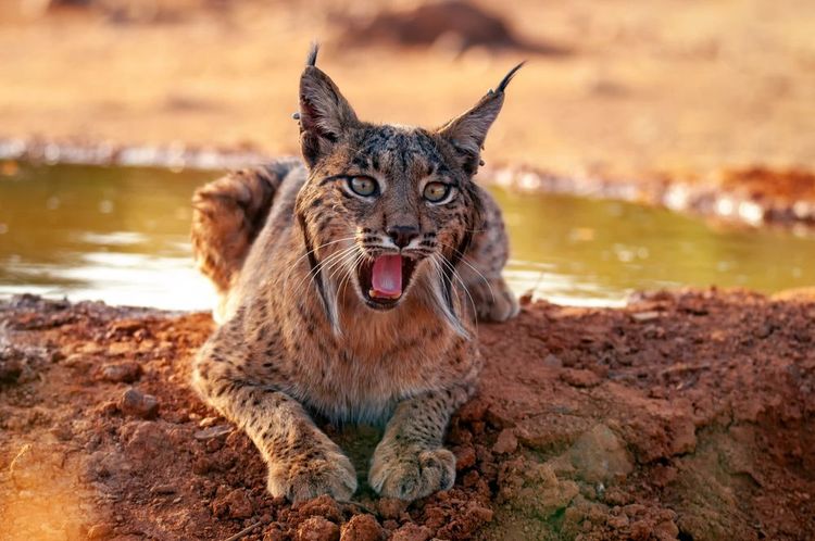 Afbeelding van de iberische lynx