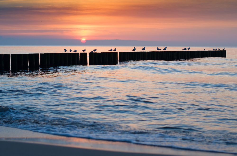 Foto de la costa marina y aves