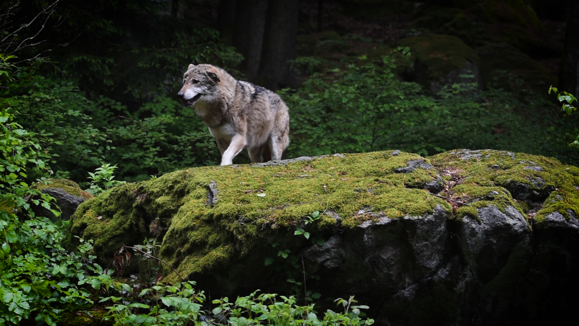 A wolf in the Kresna Gorge